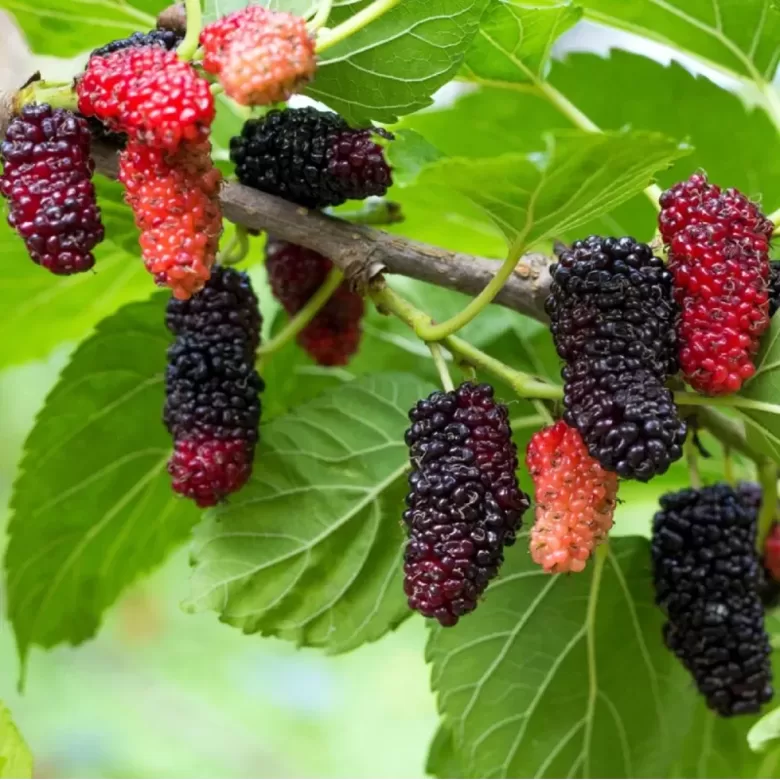 Juodasis šilmedis 'RED NO2'